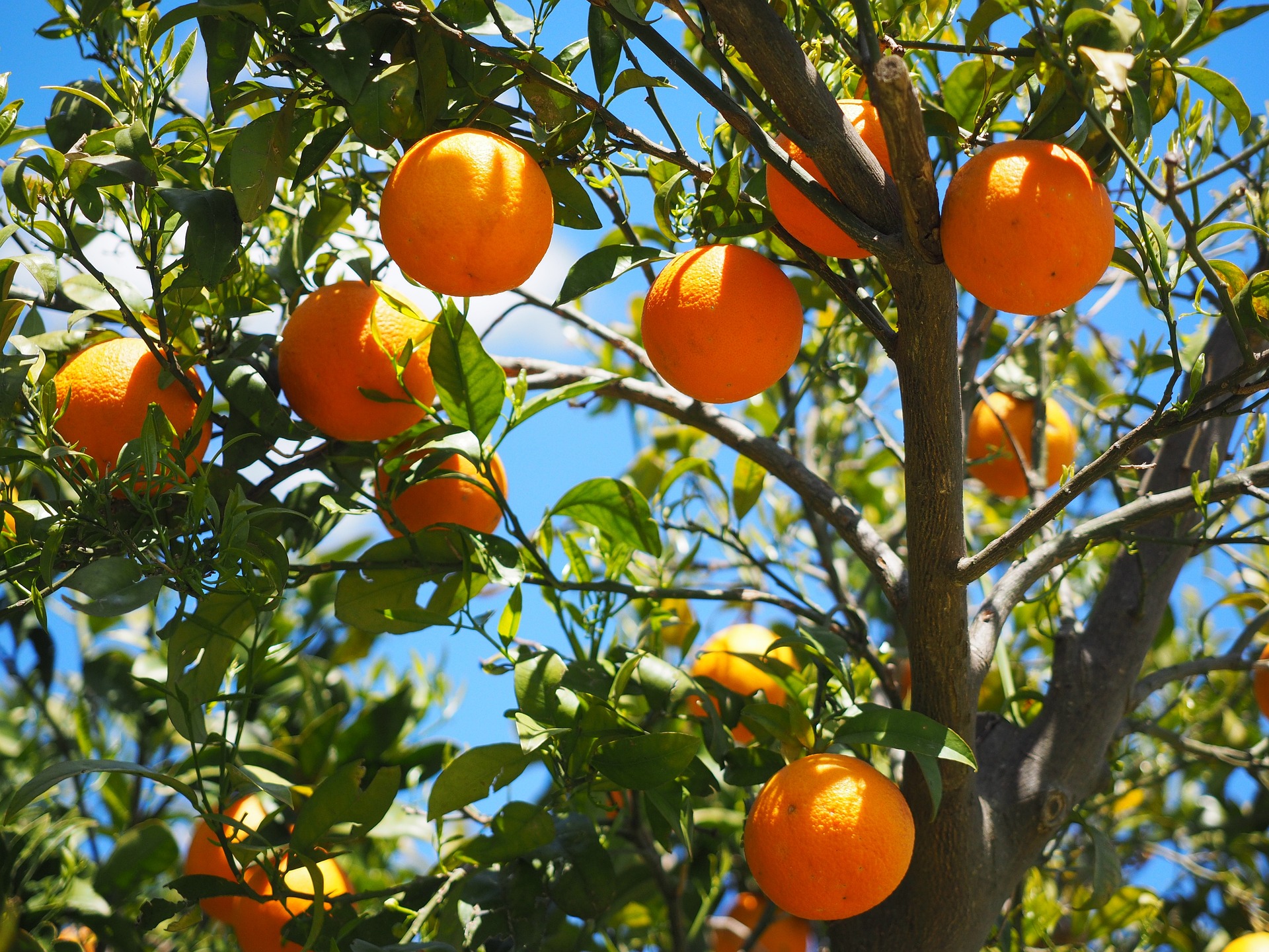 Aus diesem Grund werden Orangen in roten Netzen verkauft (Quelle: Pixabay.com)