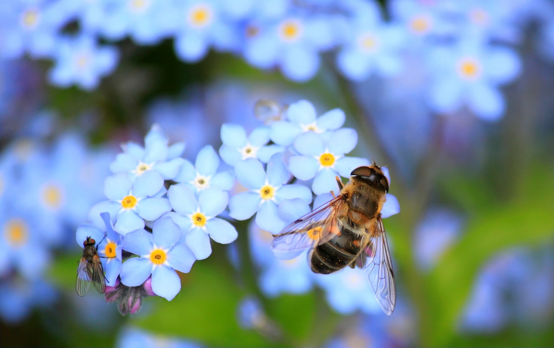 Bienen sichern unser Überleben (Quelle: Pixabay.com)