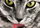Warum leckt meine Katze mich ab? (Quelle: Pixabay.com)