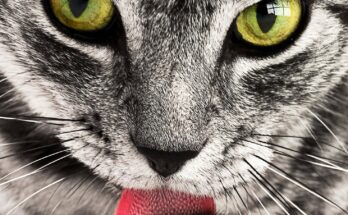 Warum leckt meine Katze mich ab? (Quelle: Pixabay.com)