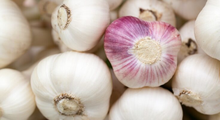 Kann Knoblauch giftig sein? (Quelle: Pixabay.com)