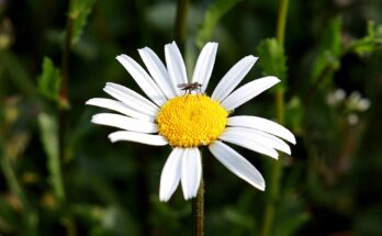 Stechmücken sind tödlich (Quelle: Pixabay.com)