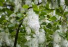 Heuschnupfen Pollen (Quelle: Pixabay.com)